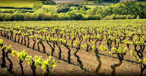 Montserrat and Penedès tour from Barcelona-2