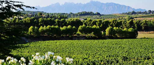 Montserrat and Penedès tour from Barcelona-4