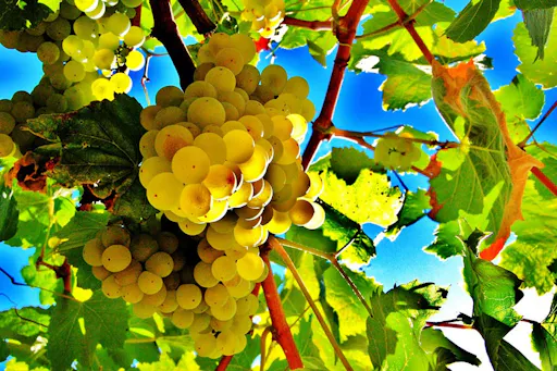 Montserrat and Penedès tour from Barcelona-5