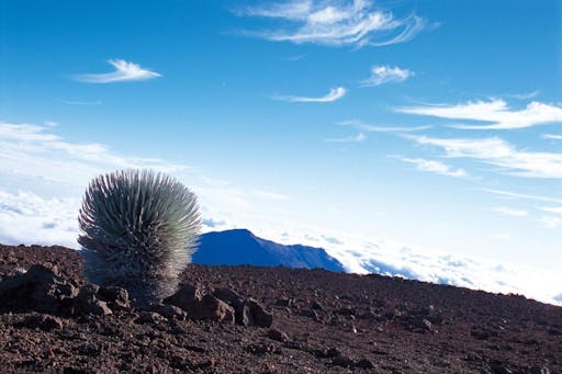 haleakala plant.jpg