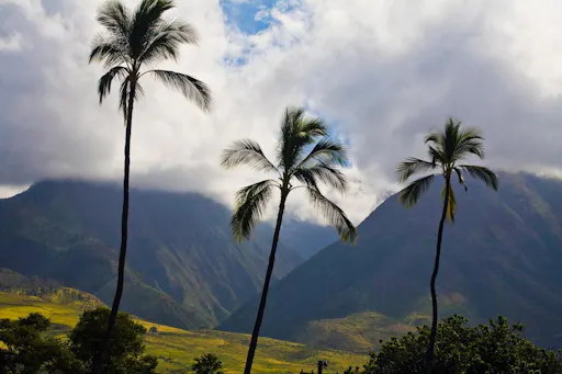 Maui Hana tour palmtrees and mountains.jpg