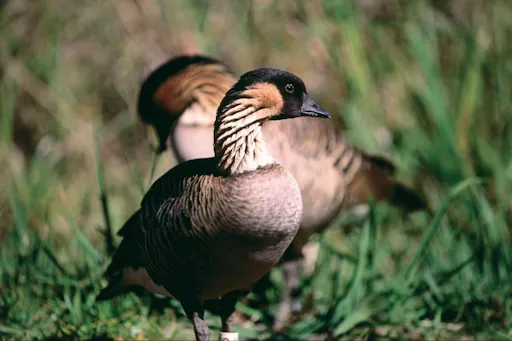 central maui birds.jpg