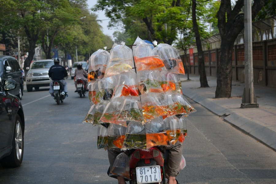 Ho Chi Minh street food tour by motorbike