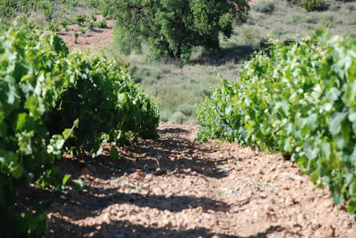 Ribera del Duero wine tour and tasting from Madrid-2