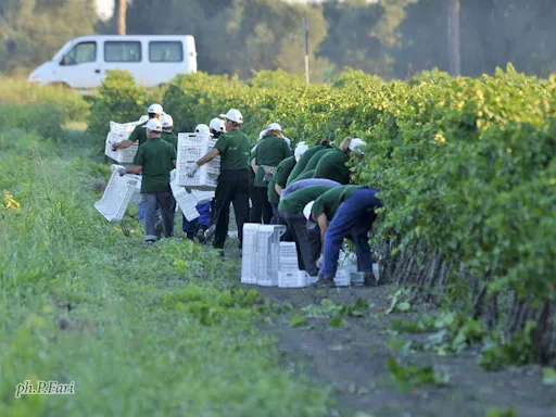 Leone de Castris 2 - Grand Wine Tour.jpg