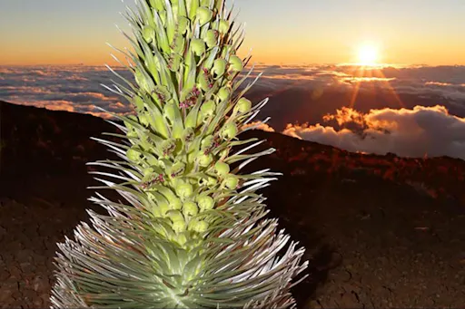 haleakala sunset tour plant and sunset.jpg