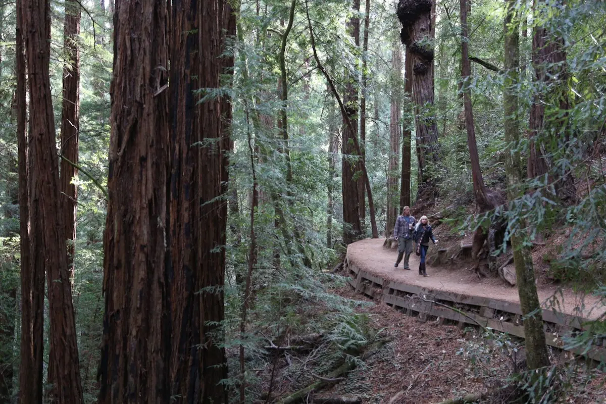 Muir Woods 1.JPG