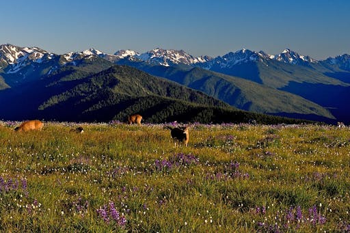 Olympic National Park 2.jpg