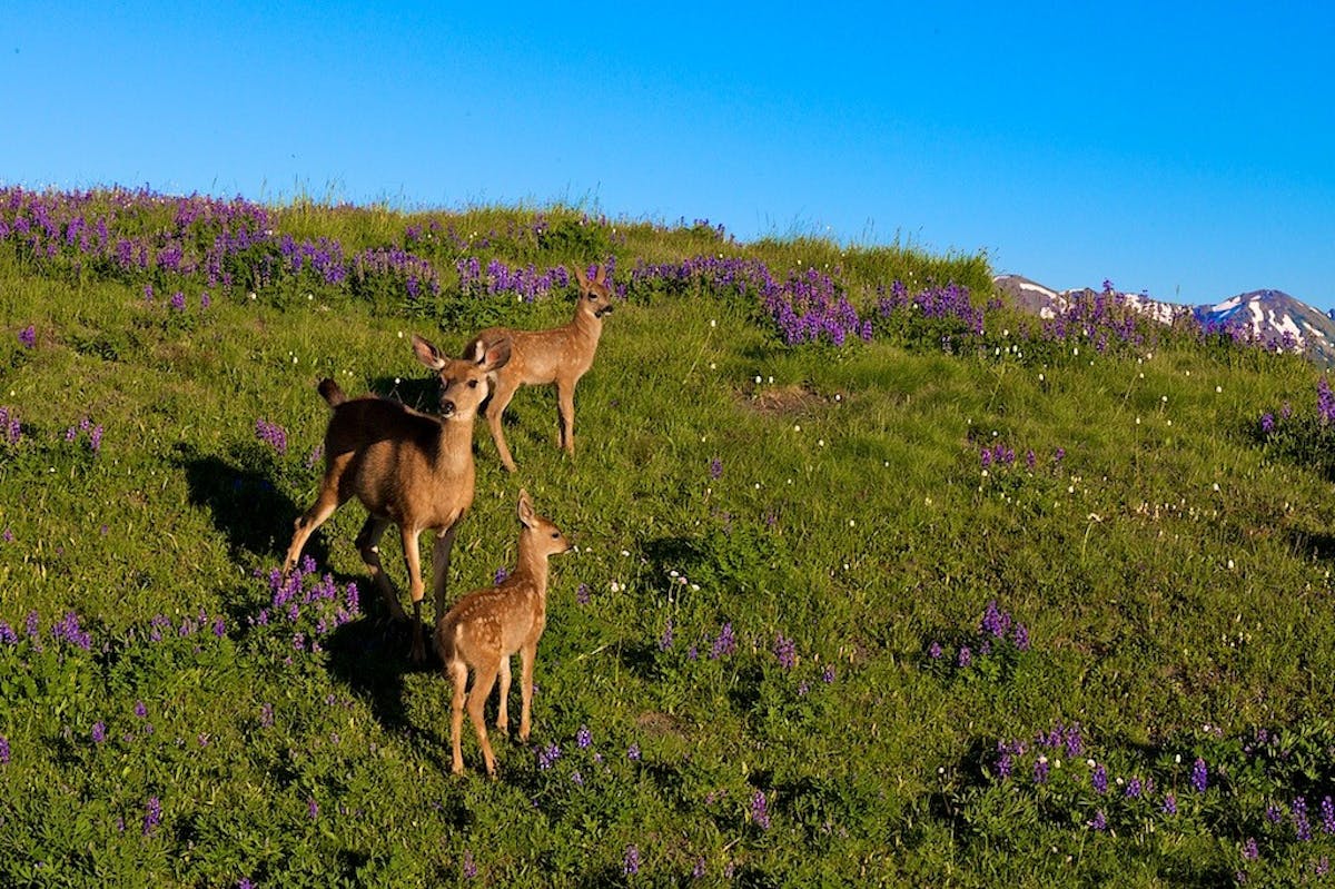 Olympic National Park Cover.jpg