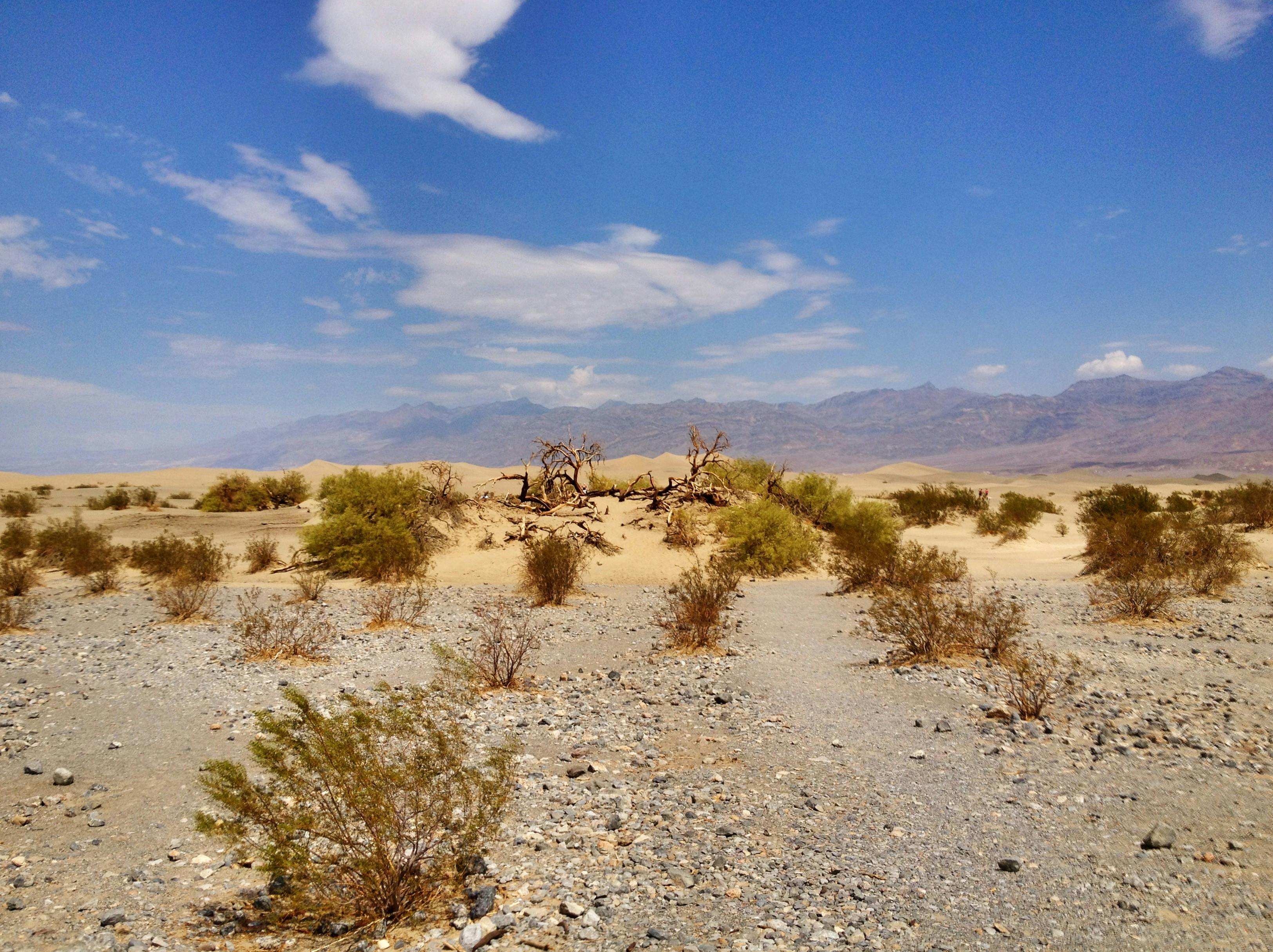 Mojave Desert Scenary.jpg