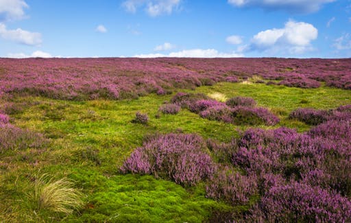 Heartbeat tour Yorkshire Moors Brit Movie Tours.jpg