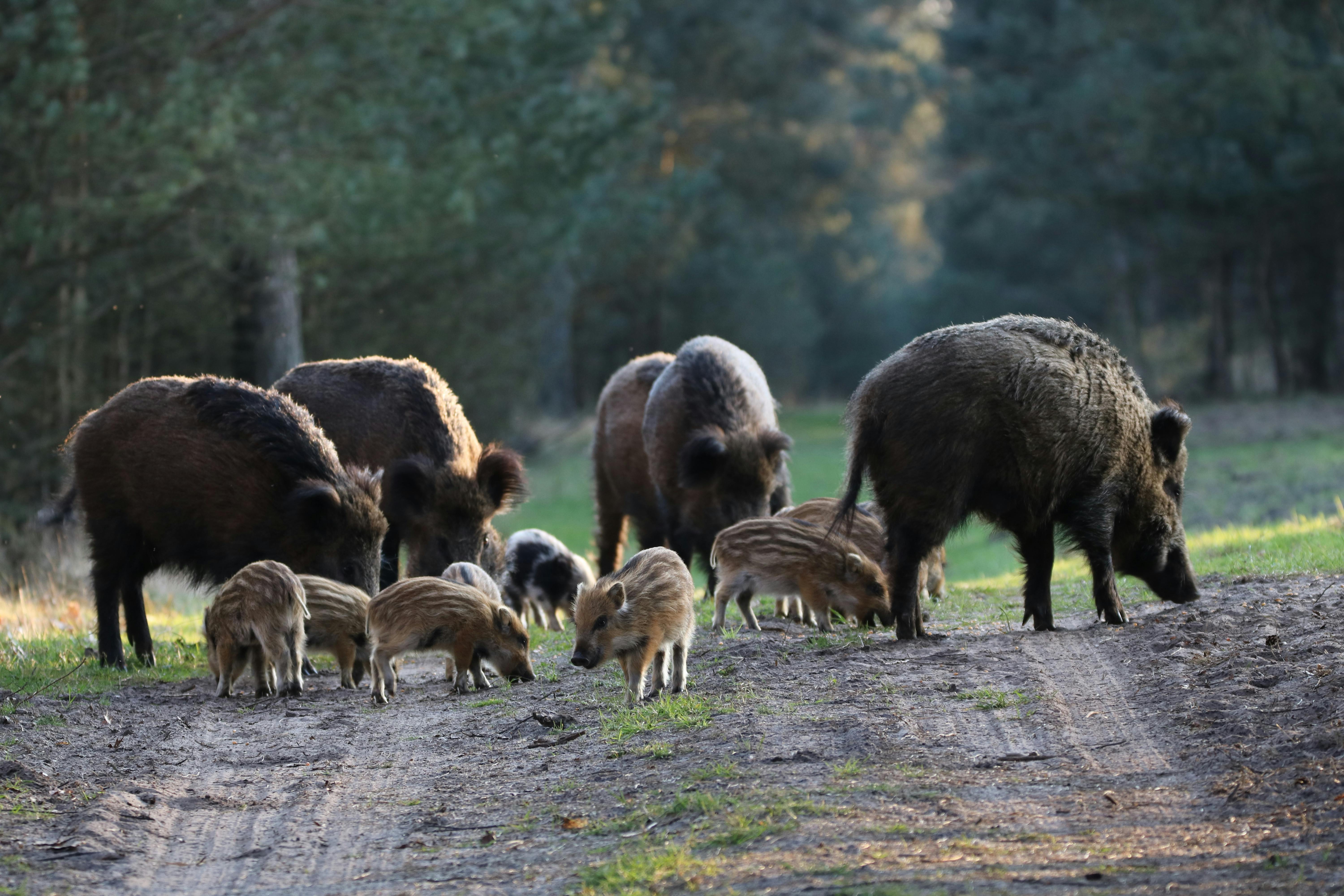 Hoge Veluwe boar family.JPG