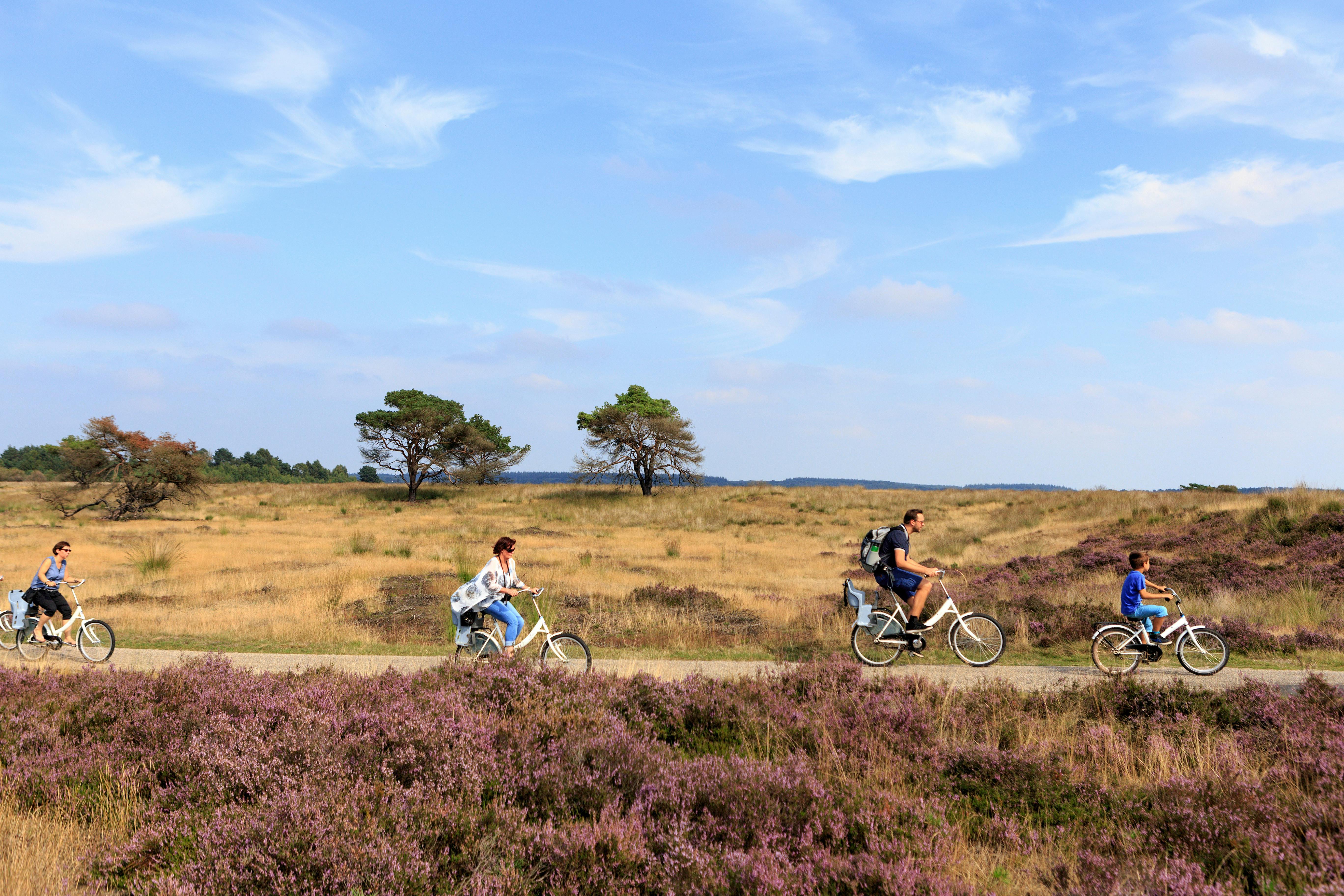 Hoge Veluwe national park people cycling in Dutch nature.jpg
