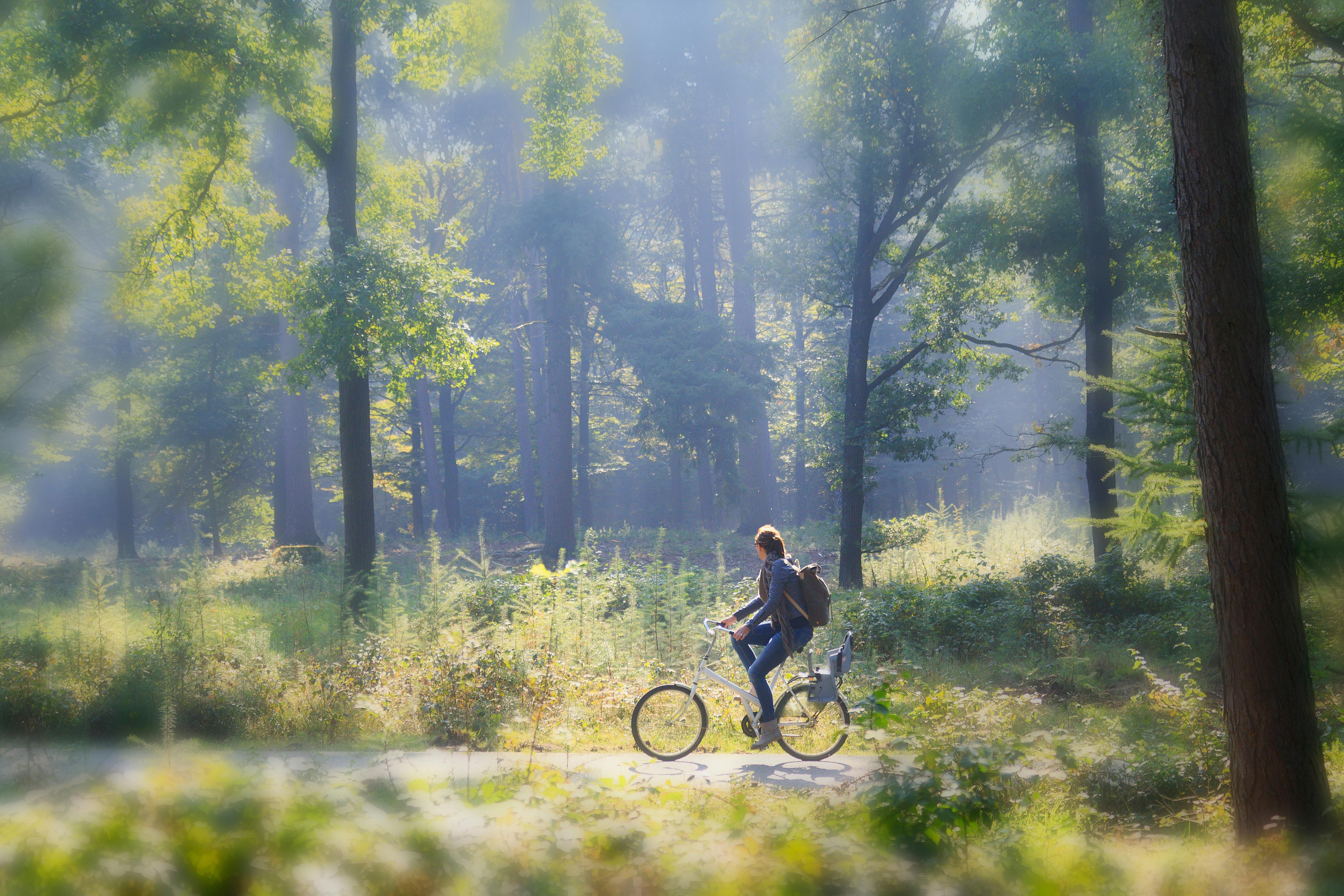 Hoge Veluwe woman cycling in forest.jpg