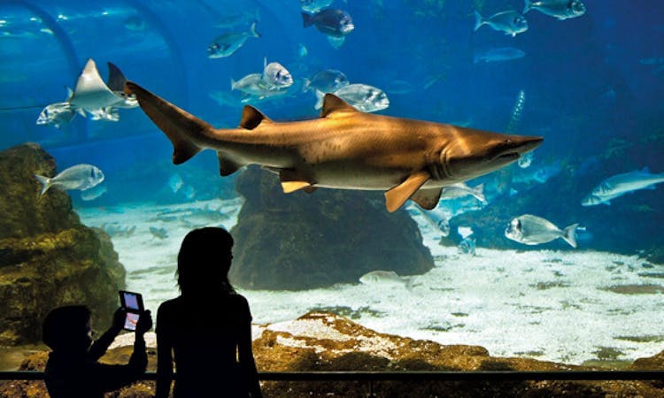Aquarium Barcelona Eintritt Ohne Anstehen Ticket – 1