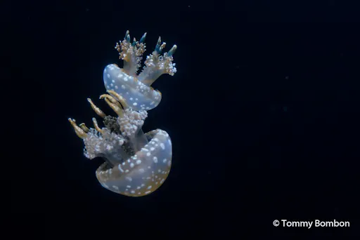 09. Bubbler Jelly.JPG