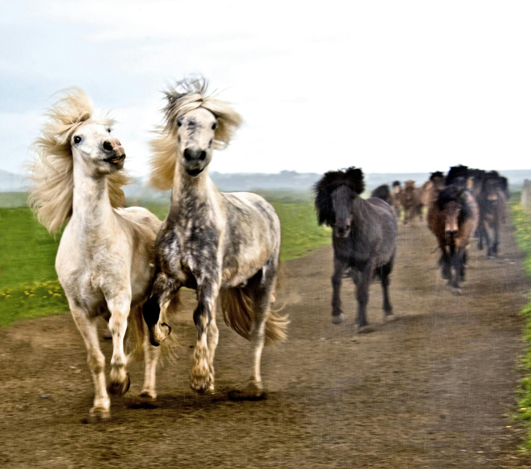 Iceland horse riding horses runnin.jpg