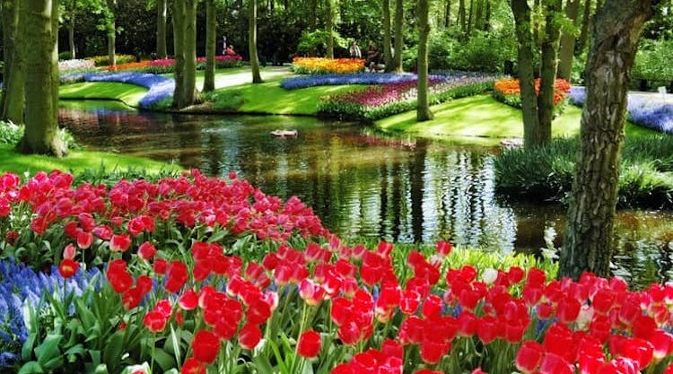 Keukenhof skip-the-line tickets and Spanish guided tour from Amsterdam