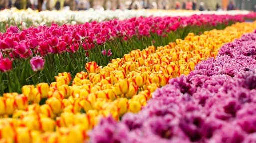 Keukenhof 2.jpg