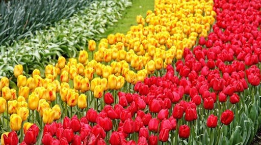 Keukenhof 3.jpg