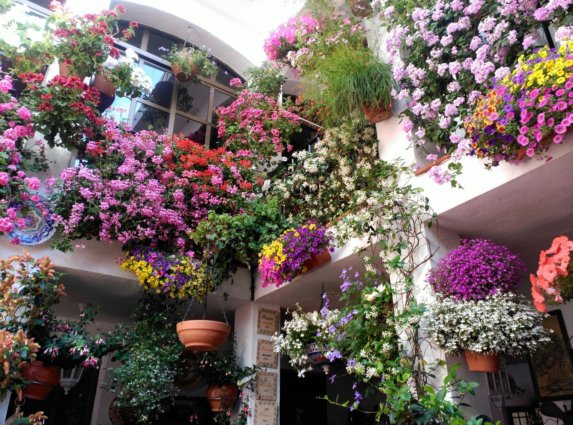 Cordoba courtyards 1.jpeg