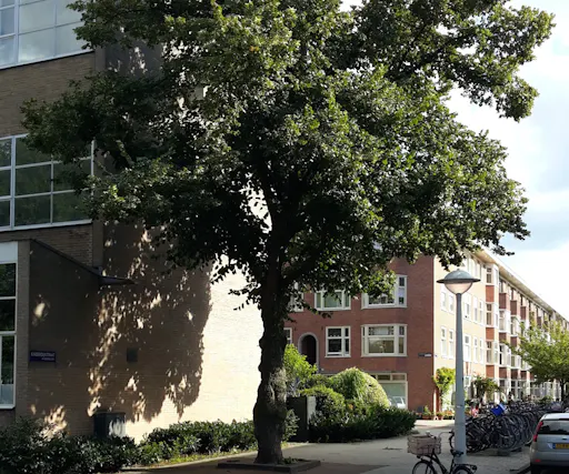 Anne frank Tree of Liberty (2).jpg