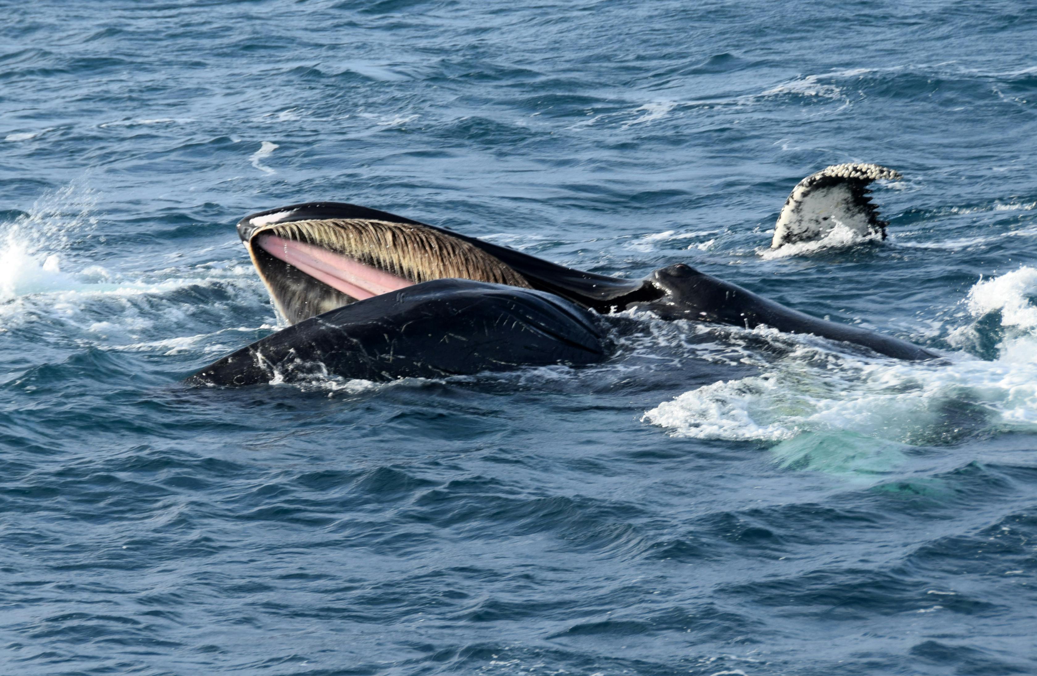 Whale watching RIB boat Humpback from Sandgerdi.JPG