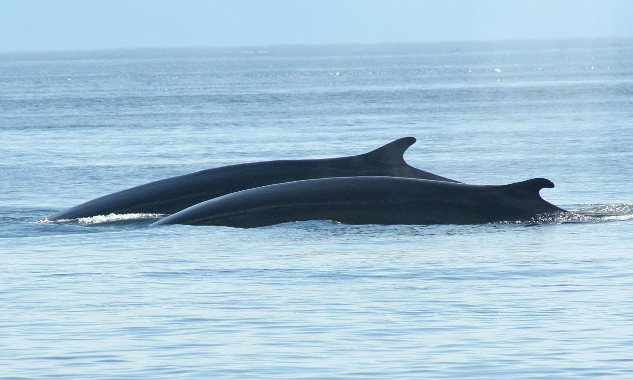 Whale Watching RIB boat whales.jpg