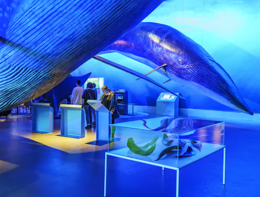 Whales of Iceland6.png