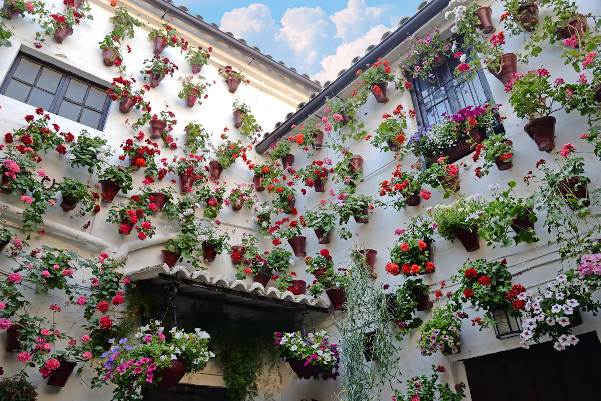 Flowers in flowerpot on the walls on streets of Cordoba.jpg