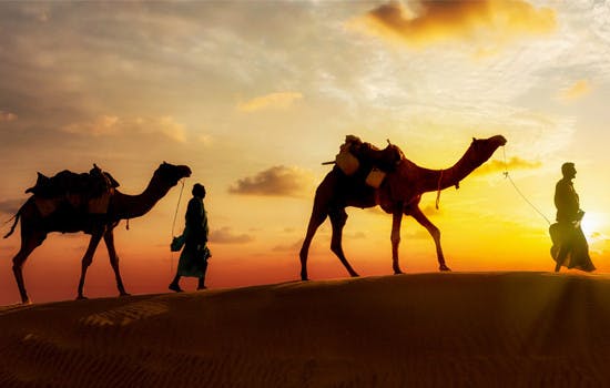 Dubai desert safari sunset camels.jpg
