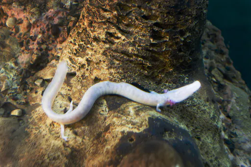 TODOINSLOVENIA Postojna Cave2.jpeg