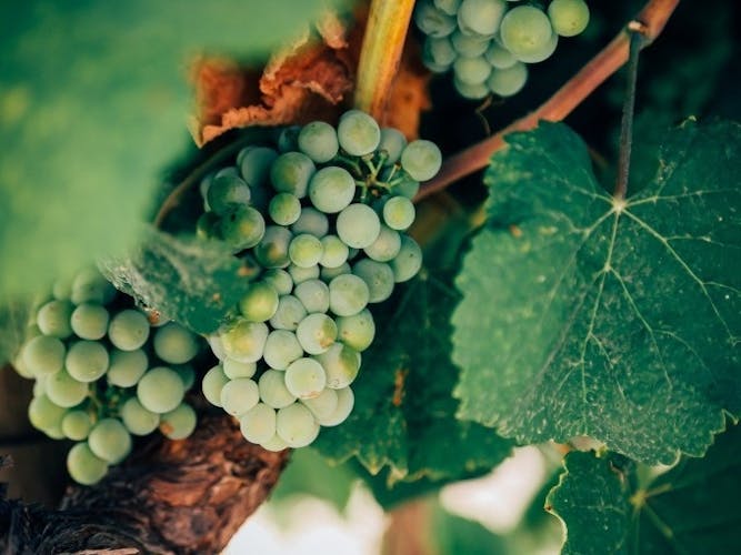 Valpolicella Wine Tasting: the "Three Classics"