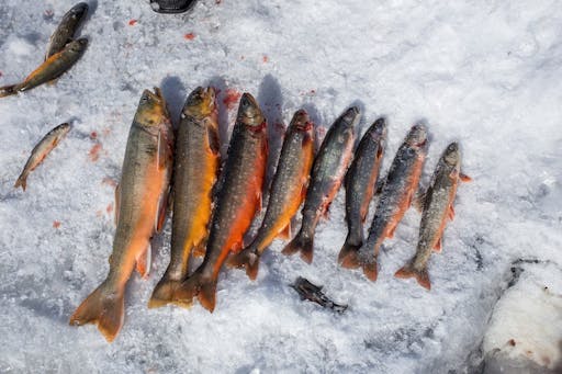 Ice-Fishing-and-Husky01.jpg