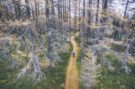 Auttikongas nature trail8.jpg