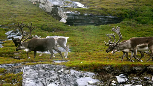 Auttikongas nature trail3.jpg