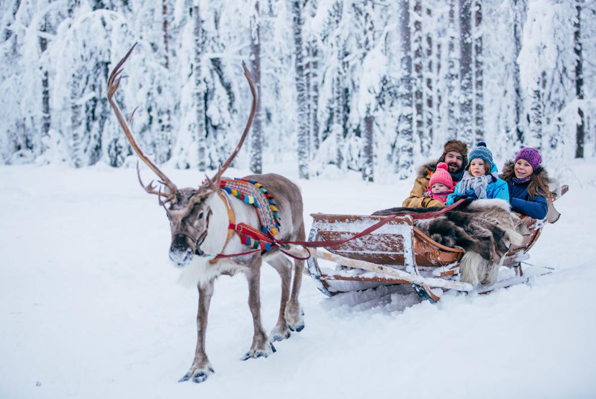 Forest reindeer trail2.jpg