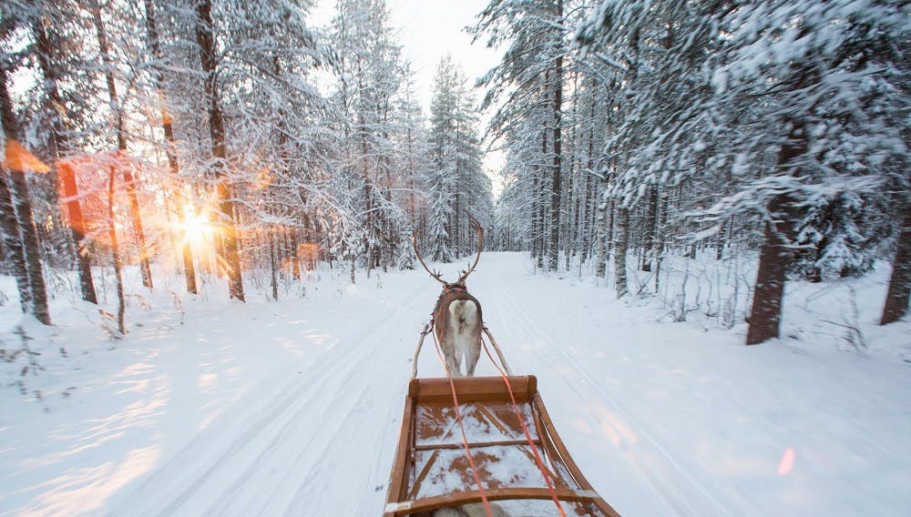 Forest reindeer trail3.jpg