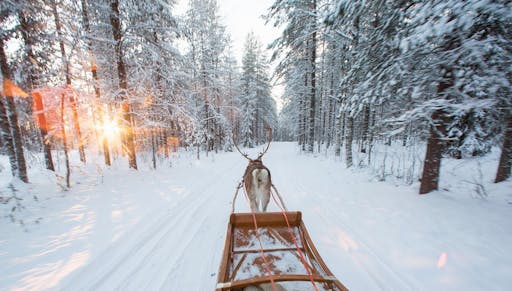 Forest reindeer trail3.jpg