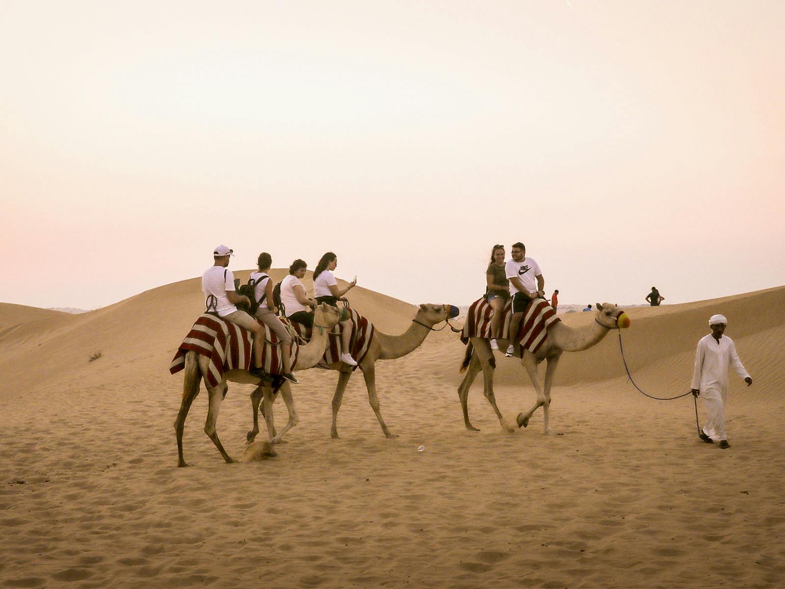 Abu Dhabi evening safari camel.jpg