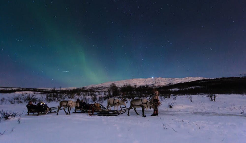reindeer and northern lights2