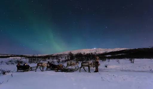 reindeer and northern lights2