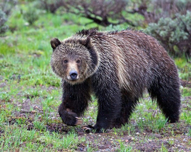 Grand Teton full-day private tour