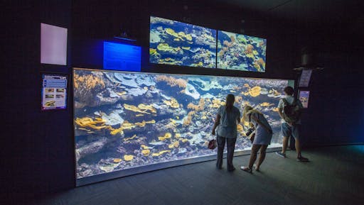 bassin corail.jpg