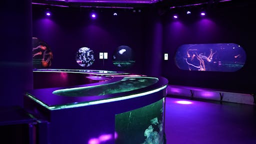 medusarium 1.JPG