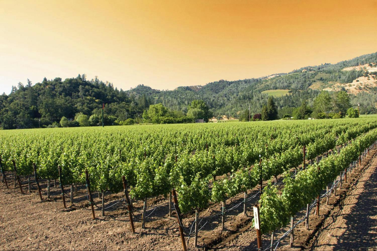 Grayline SF Deluxe Napa and Sonoma vineyard