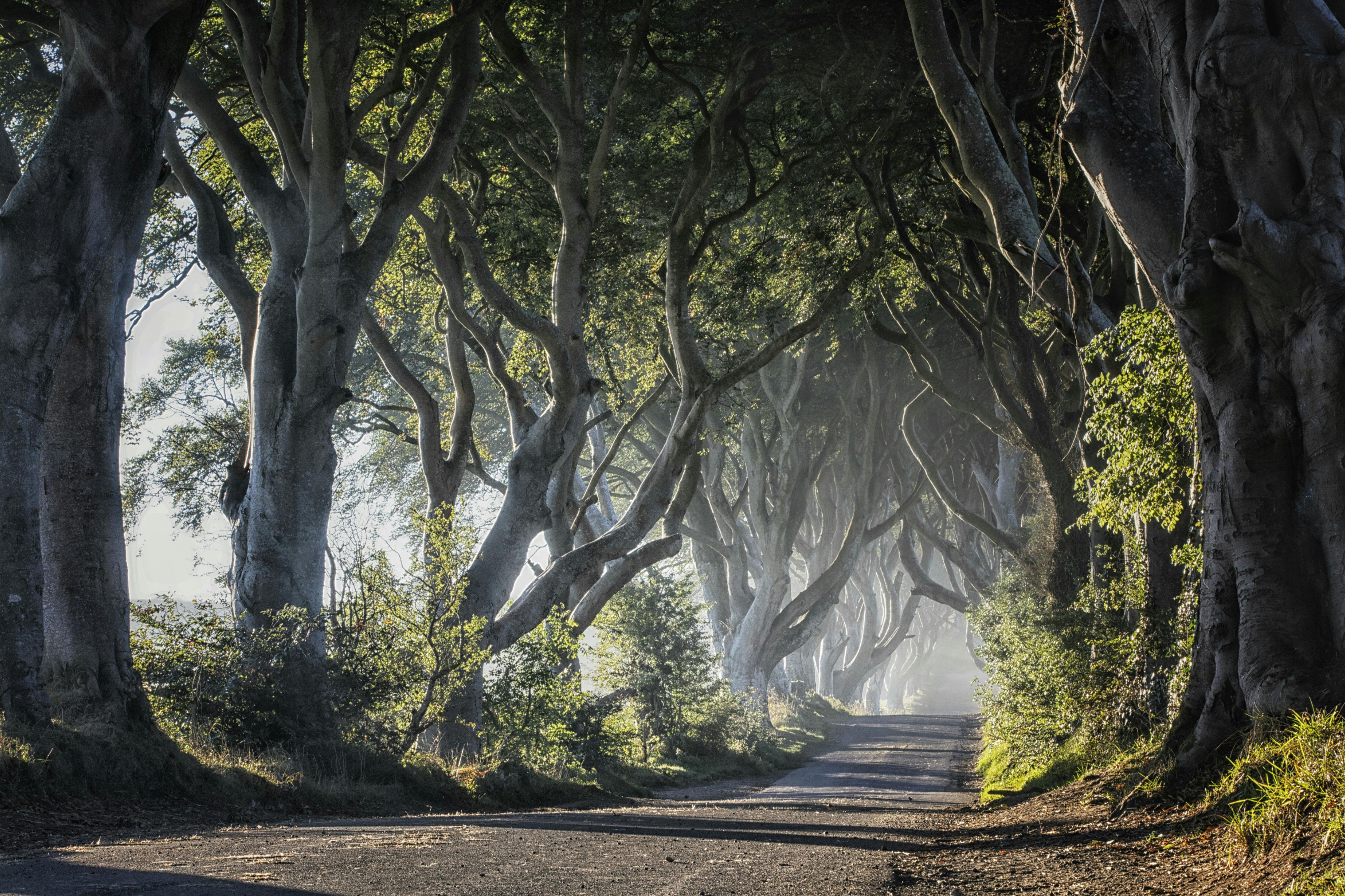 1 - Dark Hedges.jpg
