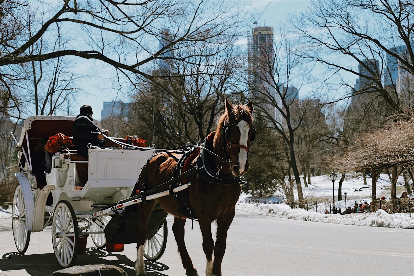 The Essential Central Park Guided Walking Tour New York City Semi-Private Tour Private Tour Babylon Tours3.JPG