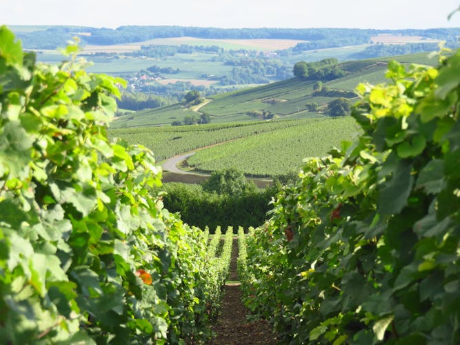 Private day trip to the Champagne region from Paris