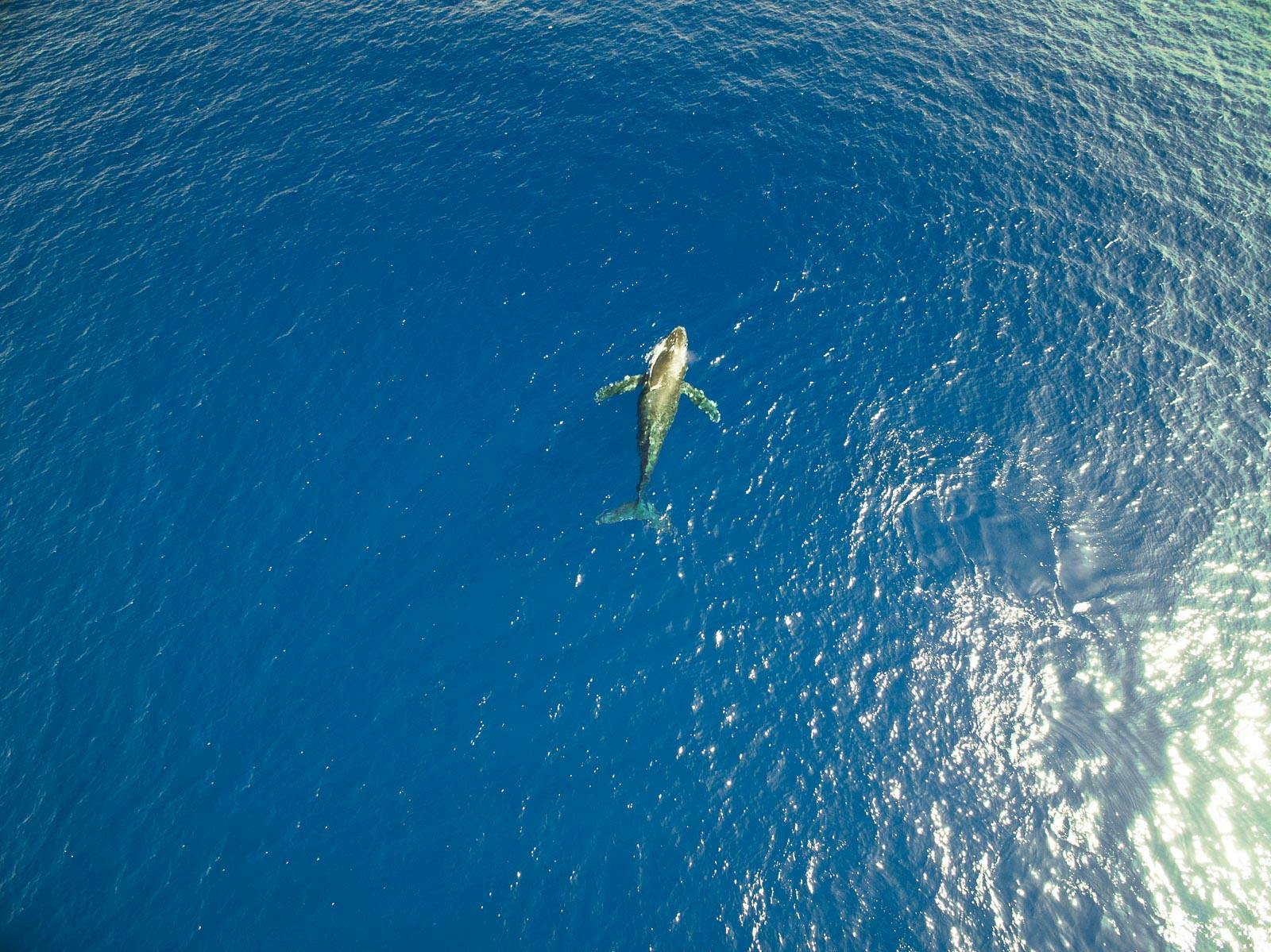whale overhead kona.jpg